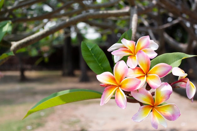 Pink and yellow plumeria flowers blooming on the tree