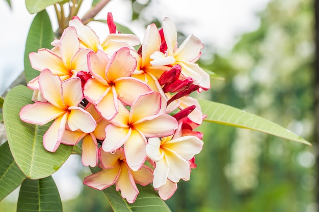 Pink yellow plumeria (frangipani) flowers on tree.