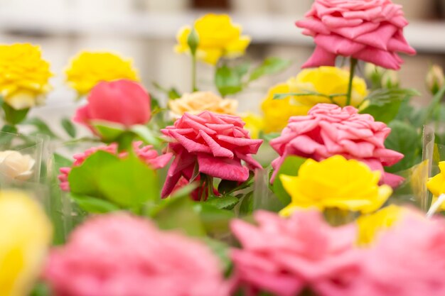 Pink and yellow roses are sold in the supermarket