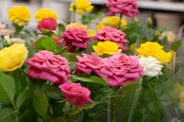 Pink and yellow roses among the greenery in the supermarket