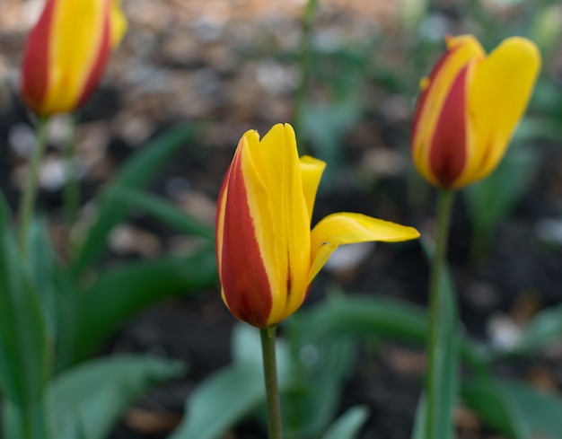 庭のピンクと黄色のチューリップの花