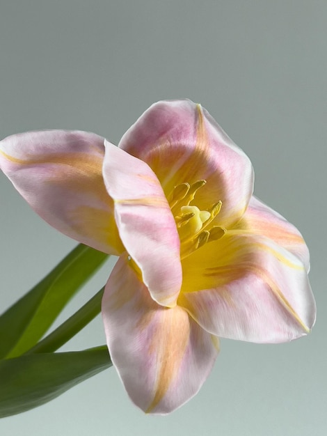 Photo pink and yellow tulip. macro photo