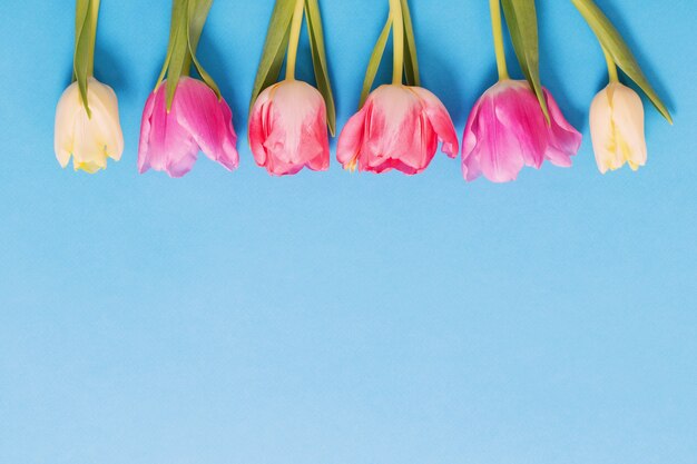 Pink and yellow tulips on blue paper surface