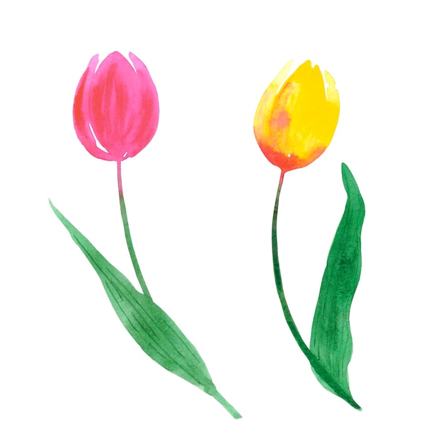 Pink and yellow tulips Hand drawn watercolor isolated on white background Can be used for cards patterns label