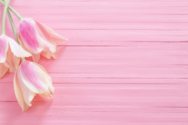 Pink and yellow tulips on painted wooden background