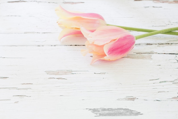 Foto tulipani rosa e gialli su fondo di legno verniciato