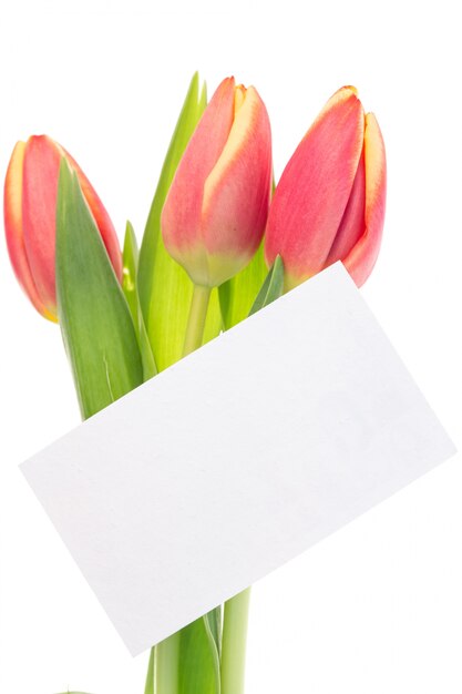 Pink and yellow tulips with blank card