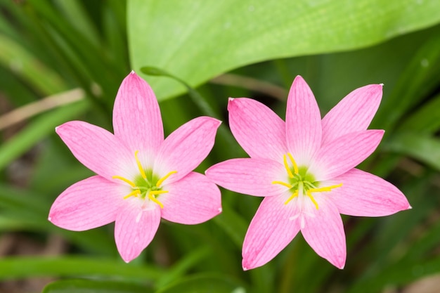 핑크 zephyranthes 꽃 (비 백합)