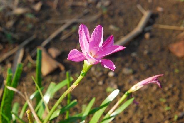 写真 ピンクのゼフィランサスの花が咲く庭