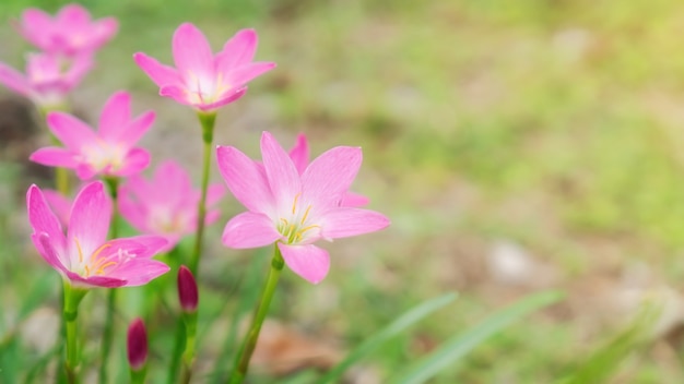 Розовый цветок лилии Zephyranthes в саде.