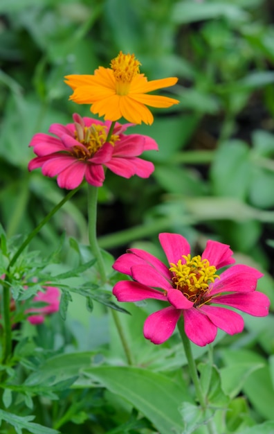 Pink Zinnia elegans flower