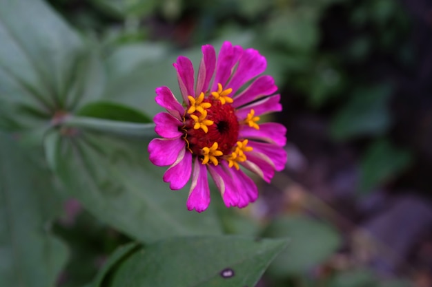 背景の庭のピンクの百日草の花