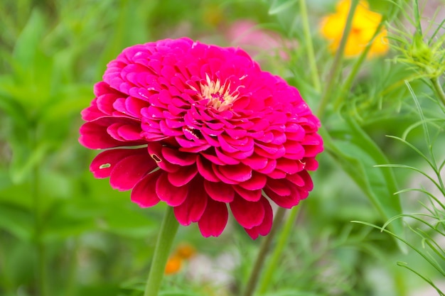 Pink zinnia flower in garden