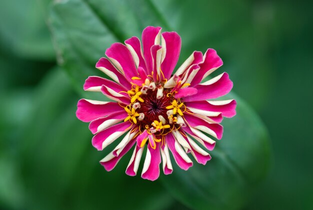 庭のピンクの百日草の花