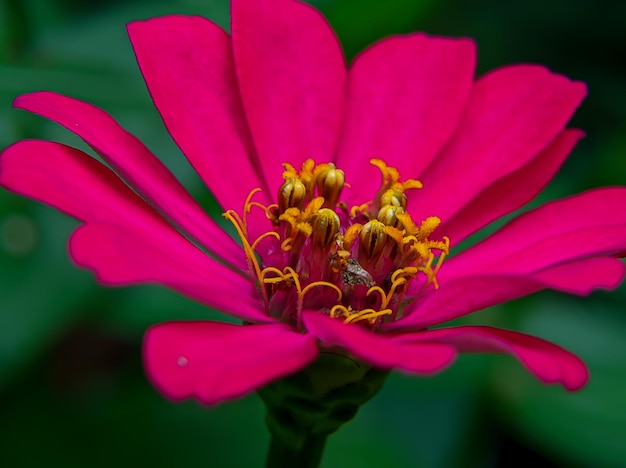 黄色い花びらを持つピンクのジニアの花