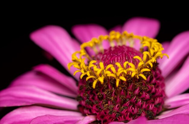 Photo a pink zinnia in macro with selctive focus     depth of field