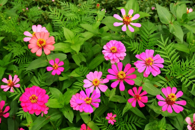 Pink Zinnia violacea Cav. flower