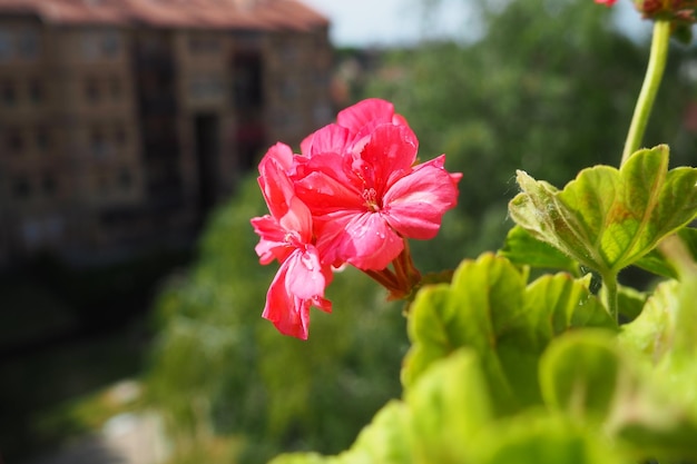 Pink zonal geraniums on the windowsill pelargonium peltatum is a species of pelargonium known by the