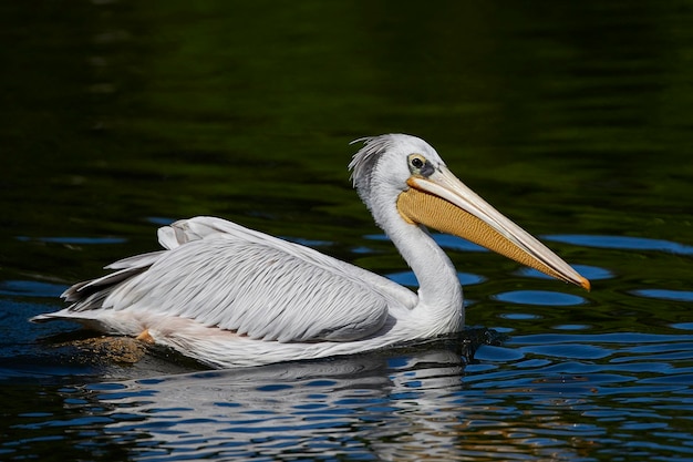 Pinkbacked pelikaan Pelecanus rufescens