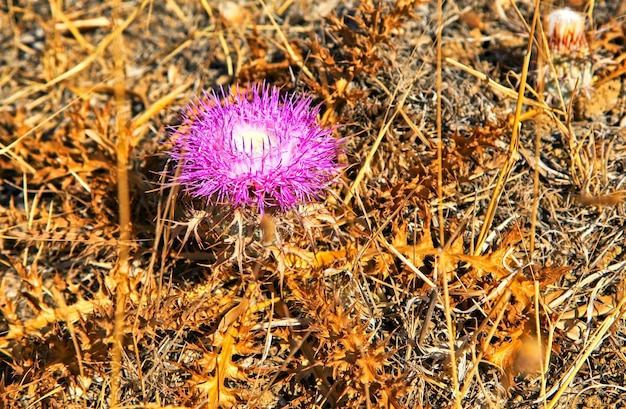 Pinkblooming flower in dry nature