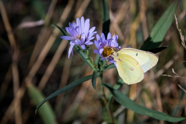 Pinkedged Sulphur Colias interieur vlinder