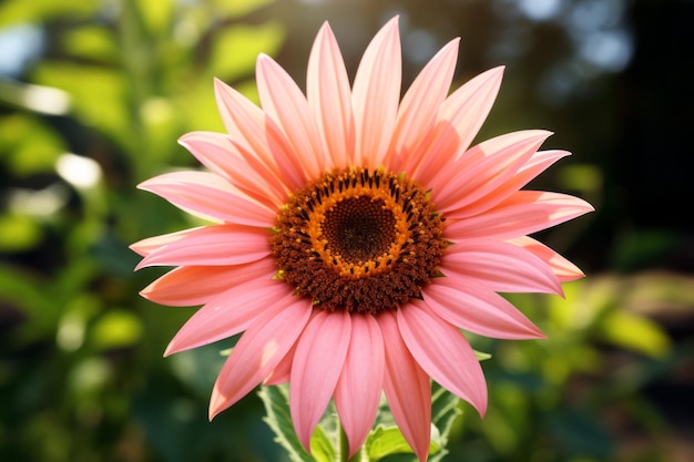 Photo pinkpetaled sunflower