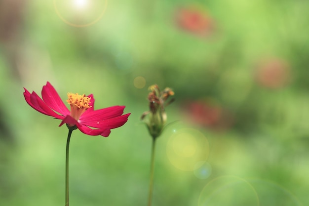 Cosmo rosa viola in un bellissimo giardino