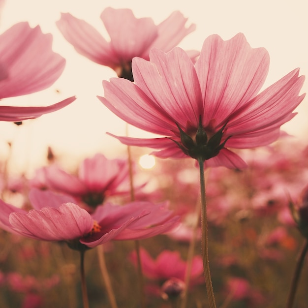 Pinks flowers at sunset