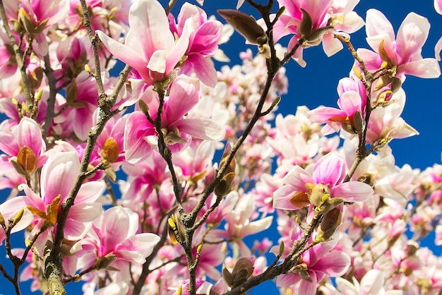 晴れた日にピンクホワイト マグノリアの花の背景