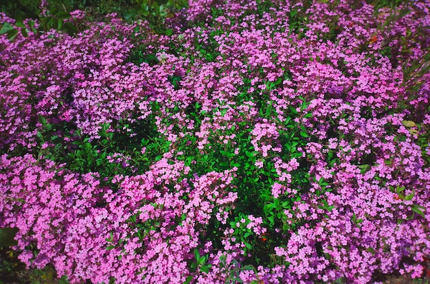 Pinky bloemen op de achtergrond van de plattelandstuin