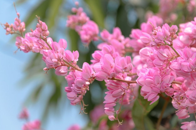 pinky oriental flowers