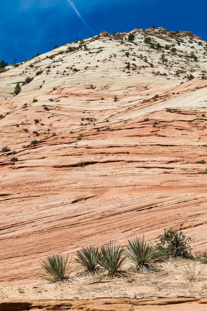 Pinky rocky waves in Zion National Park, USA