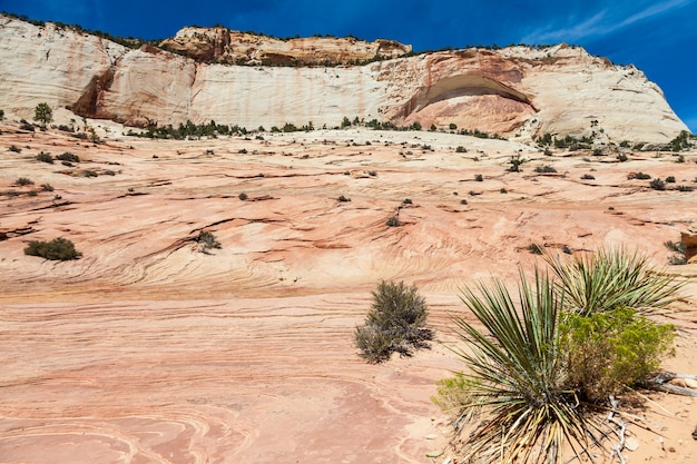 Onde rocciose pinky nel parco nazionale di zion, usa