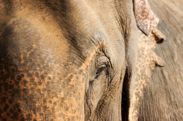 Photo pinnawala elephant orphanage sri lanka