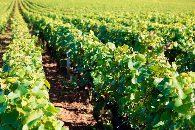 Pinot noir rode wijn druiven wijngaard Bourgondië Frankrijk