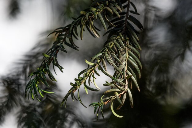 Photo pins of evergreen plant in shadow