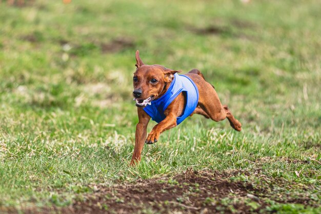 カメラに向かって真っすぐに走り、緑の野原でコーシング ルアーを追いかけるピンシャー犬