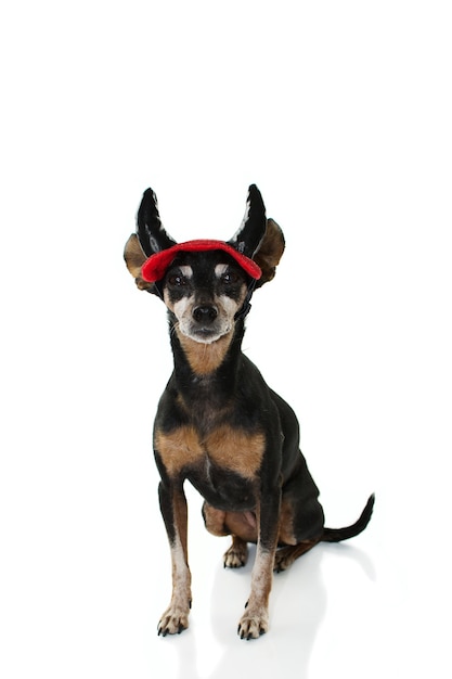 Pinscher-hond draagt evil hoornen voor carnaval of halloween feest.