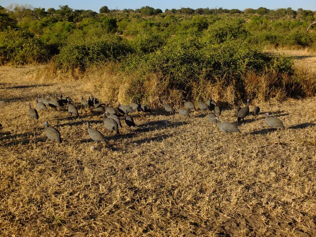 Pintados on the safari in Chobe national park Botswana Africa