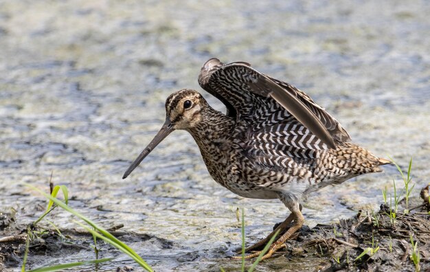 새가 지상에 서 있는 동안 Pintail Snipe 근접 촬영입니다.