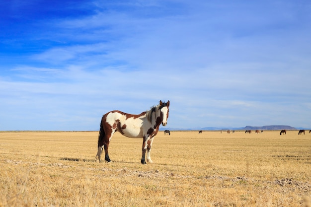 Foto pinto horse standing op boerderijgebied