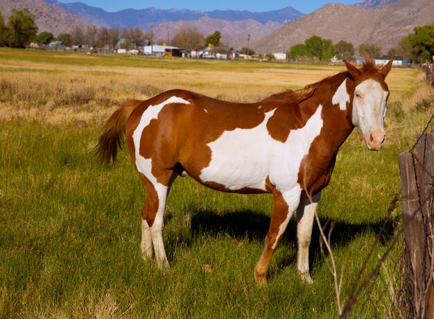 Pinto van Californië verfpaard in landbouwbedrijf