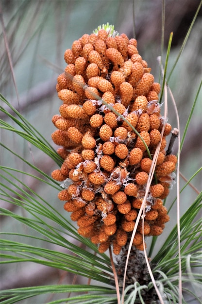 Foto pinus canariensis