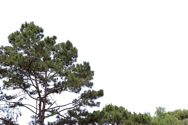 Pinus merkusii isolated on white background