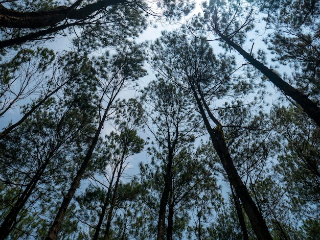 Pinus merkusii kapsel de Merkus den of Sumatra den in de natuurlijke achtergrond van het bos