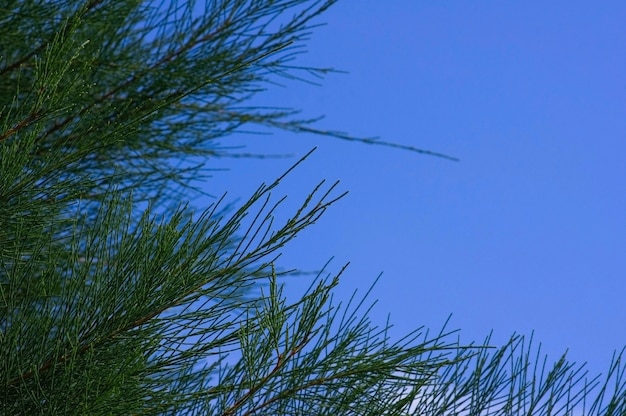 푸른 하늘 배경을 가진 Pinus merkusii 잎, Merkus 소나무 또는 수마트라 소나무