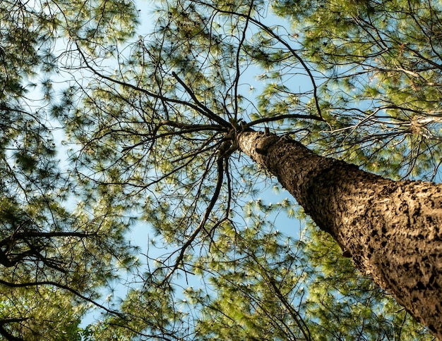 Pinus merkusii Merkus 소나무 또는 수마트라 소나무 캐노피 자연 숲 배경