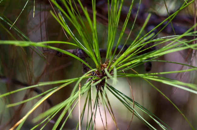 Pinus merkusii Merkus 소나무 또는 수마트라 소나무 어린 녹색 잎은 숲의 얕은 초점에 있습니다.