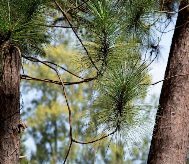 Pinus merkusii