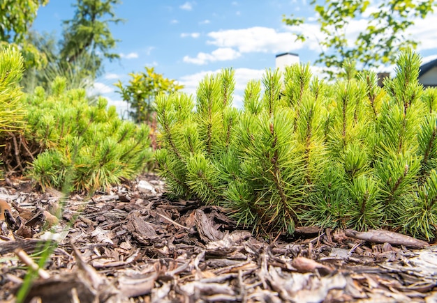 정원에 있는 Pinus Mugo 난쟁이 산 소나무